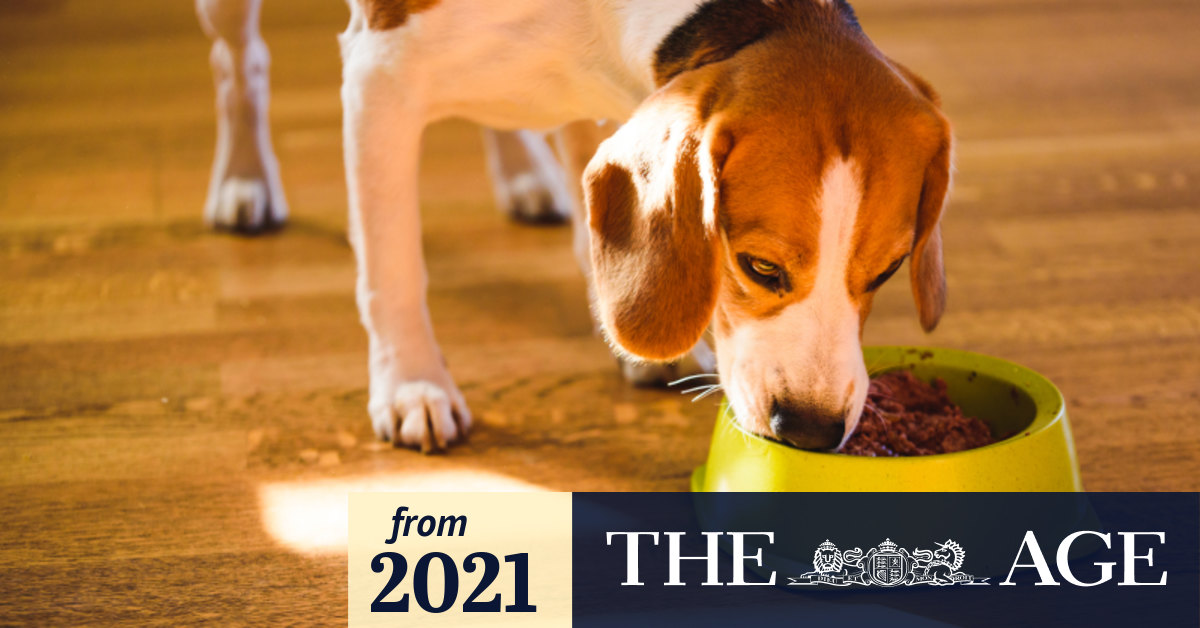 The ingredients your pet needs for good joint health